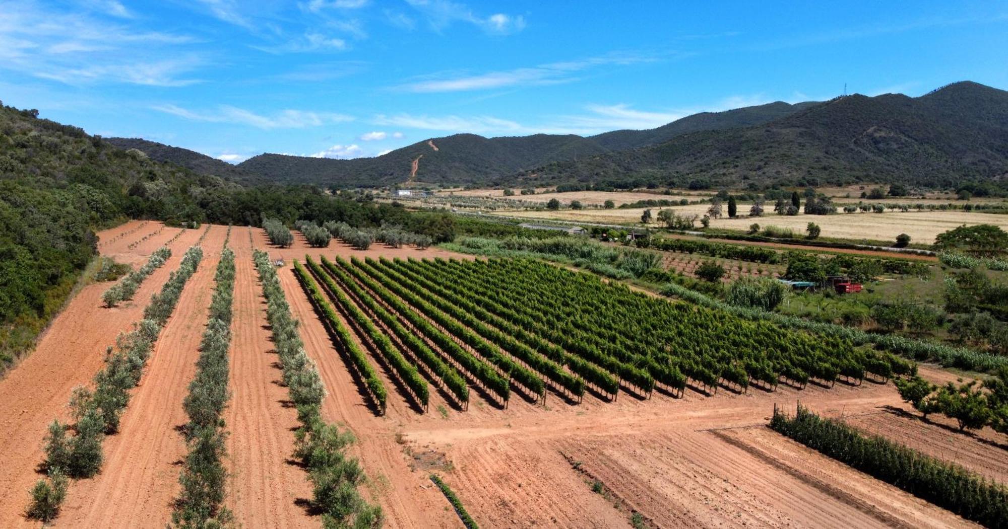 Agriturismo La Sassicaia Кастильоне-делла-Пеская Экстерьер фото
